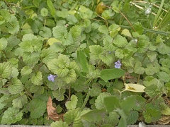Glechoma hederacea