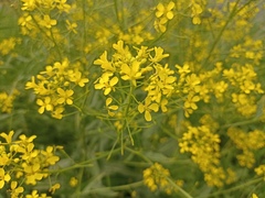 Bunias orientalis