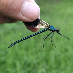 Calopteryx splendens