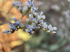 Limonium limbatum