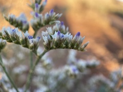 Limonium limbatum