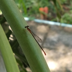 Telebasis collopistes