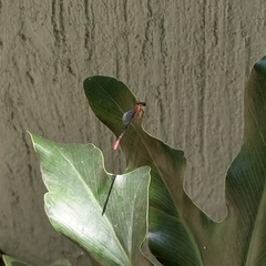 Telebasis collopistes