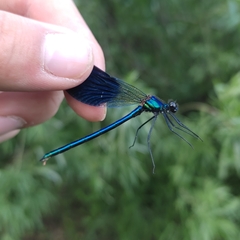 Calopteryx splendens