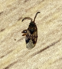 Scolopostethus affinis