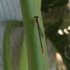 Telebasis collopistes