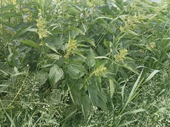 Urtica dioica