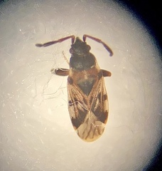 Scolopostethus affinis