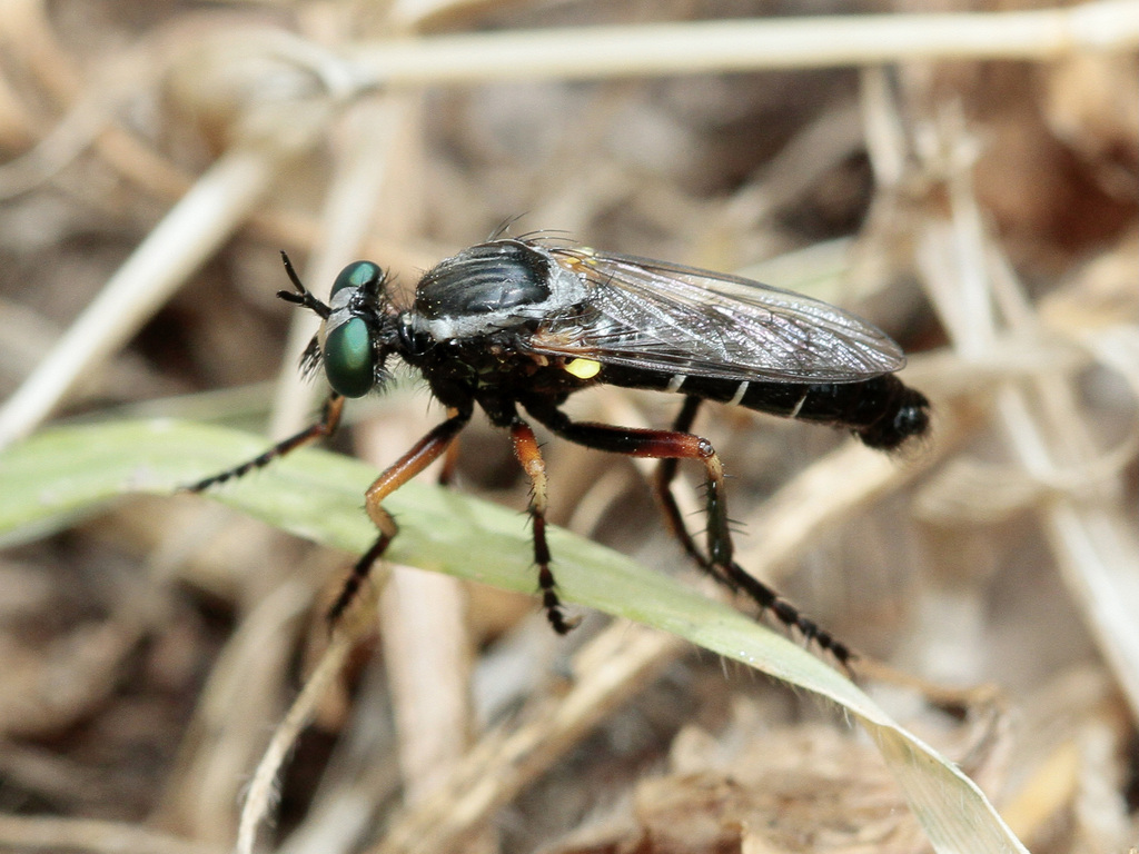 Saropogon leucocephalus