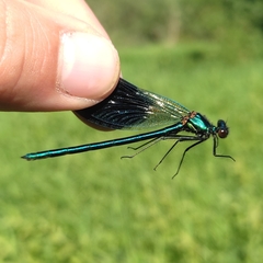 Calopteryx splendens