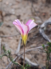 Oxalis argyrophylla