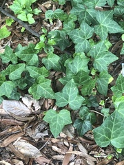 Hedera helix