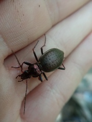 Carabus linnaei