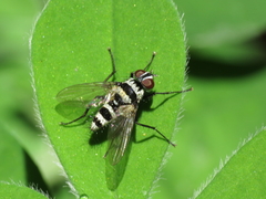 Trigonospila transvittata