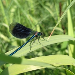 Calopteryx splendens