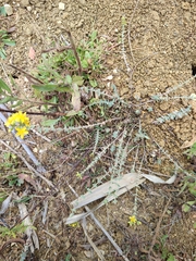 Hypericum tomentosum