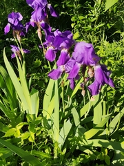 Iris