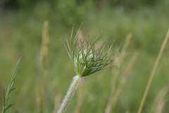 Daucus carota