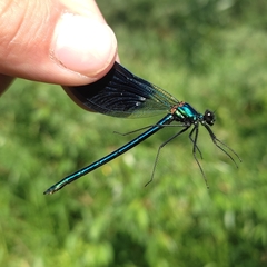 Calopteryx splendens