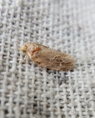 Phaecasiophora confixana