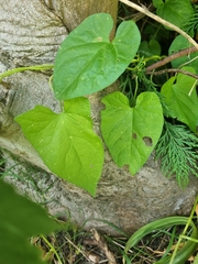 Magnoliopsida
