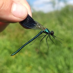 Calopteryx splendens