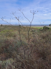 Lichtensteinia