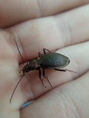 Carabus linnaei