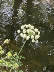 Cicuta virosa