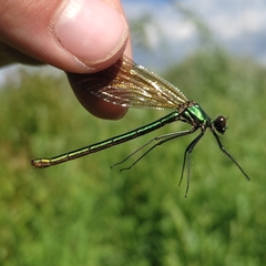 Calopteryx splendens