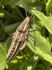 Dictyophorus griseus
