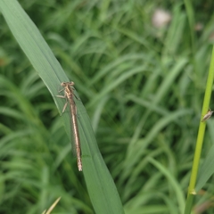 Platycnemis pennipes