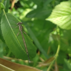 Platycnemis pennipes
