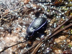Carabus serratus