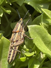 Dictyophorus griseus