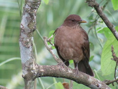 Turdus grayi