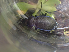 Carabus serratus