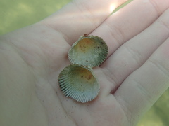 Dallocardia quadragenaria