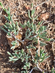 Lampranthus sociorum