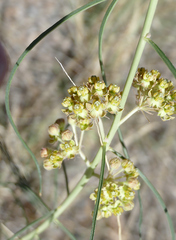 Asclepias rusbyi