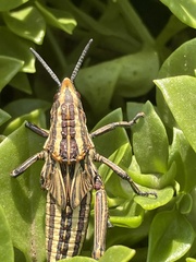 Dictyophorus griseus