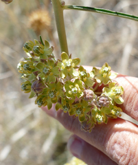 Asclepias rusbyi