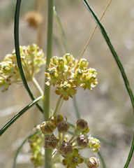 Asclepias rusbyi