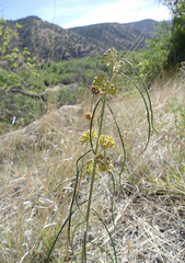 Asclepias rusbyi