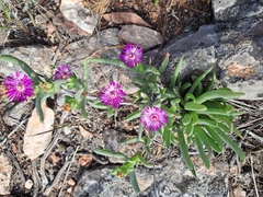 Ruschia diversifolia