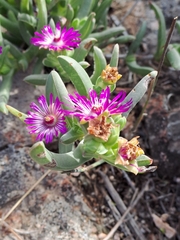 Ruschia diversifolia