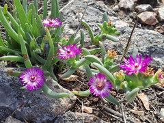 Ruschia diversifolia