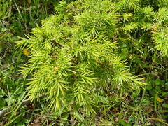 Juniperus sabina