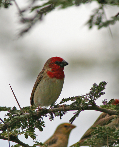 Cardinal Quelea