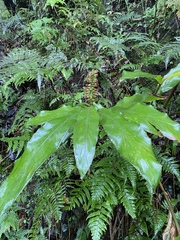 Alpinia japonica